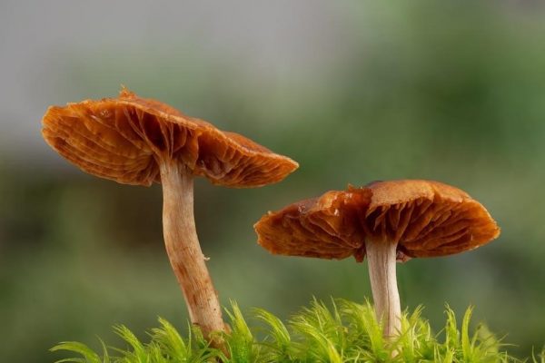 wild edible plants of texas pdf