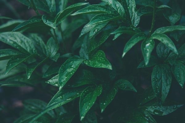 moisture meter for plants guide